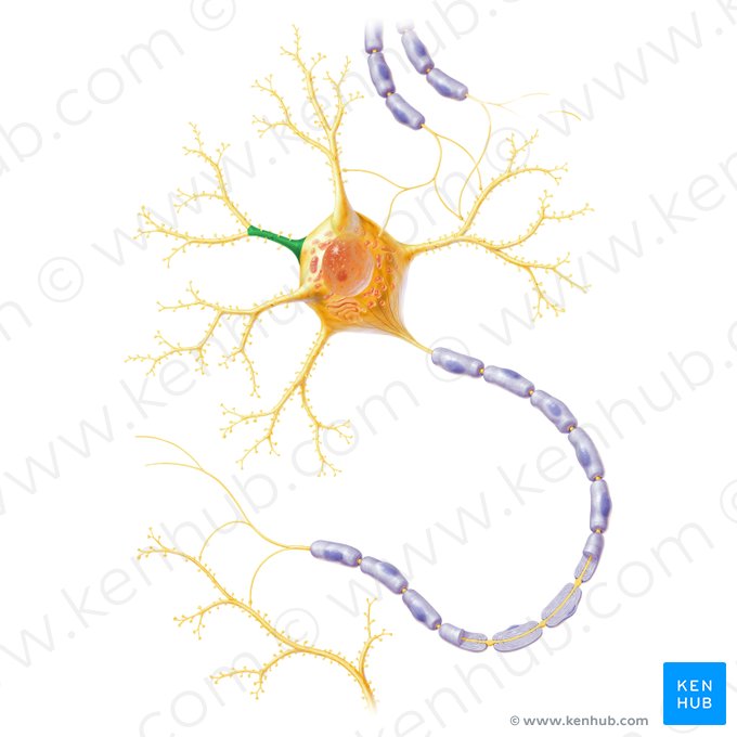 Primary dendritic branch (Ramus dendriticus primarius); Image: Paul Kim