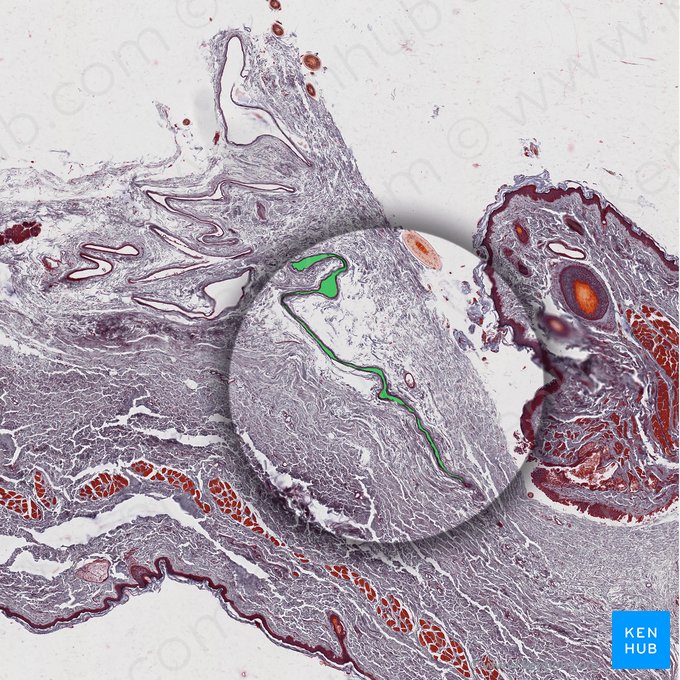 Saco lacrimal (Saccus lacrimalis); Imagem: 