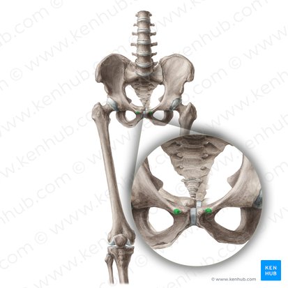 Tubérculo púbico (Tuberculum pubicum); Imagem: Liene Znotina