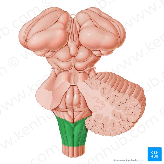 Inferior part of medulla oblongata (Pars inferior medullae oblongatae); Image: Paul Kim