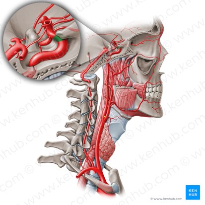 Segmento clinoideo de la arteria carótida interna (C5) (Pars clinoidea arteriae carotidis internae (C5)); Imagen: Paul Kim