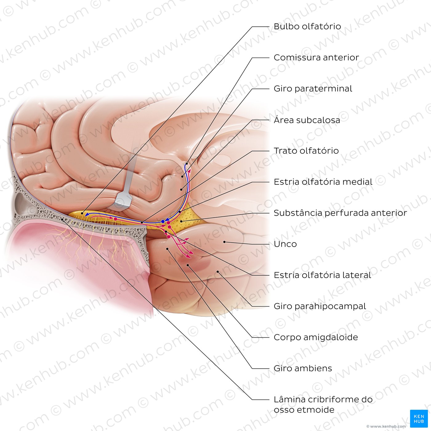 Olfactory nerve