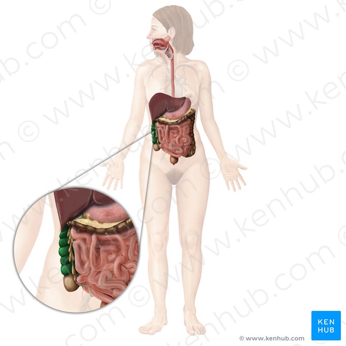 Abdomen  Anatomia do corpo humano, Sistema digestivo, Anatomia e