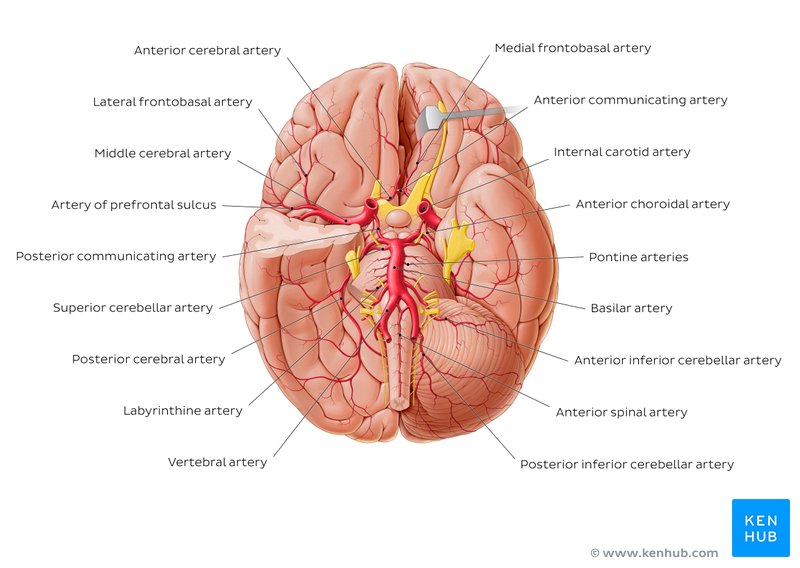 Blood supply to the brain: Anatomy of cerebral arteries | Kenhub