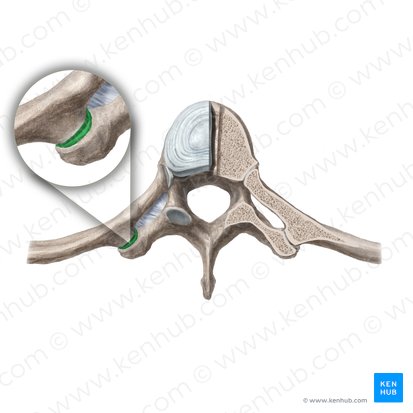 Articulatio costotransversaria (Rippen-Querfortsatz-Gelenk); Bild: Begoña Rodriguez