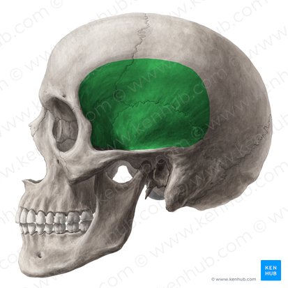 Fossa temporal (Fossa temporalis); Imagem: Yousun Koh