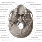 Inferior view of the base of the skull