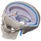 Inferior petrosal sinus