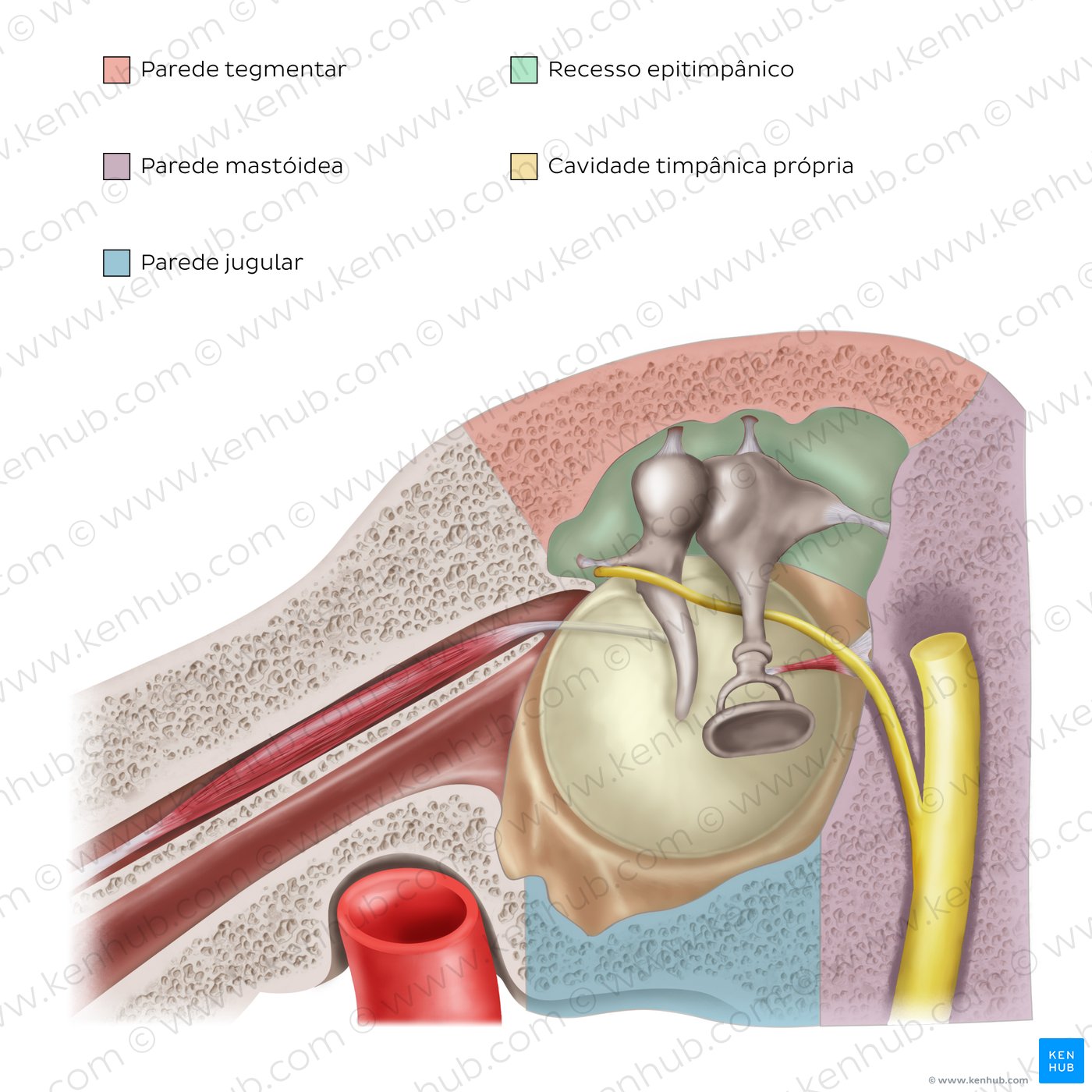 The parts and walls of tympanic cavity: Overview