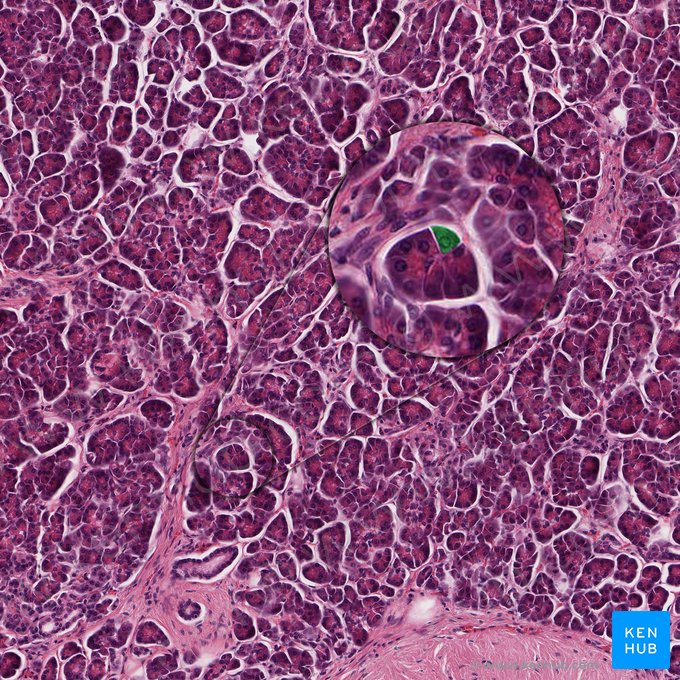 Célula pancreática acinar (Pancreatocytus exocrinus); Imagem: 