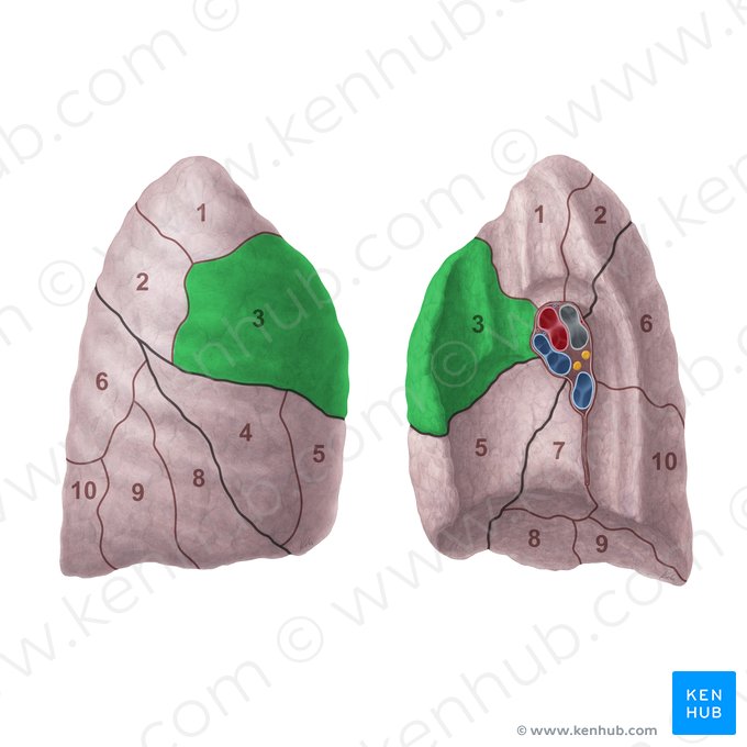 Segmento anterior do pulmão direito (Segmentum anterius pulmonis dextri); Imagem: Paul Kim