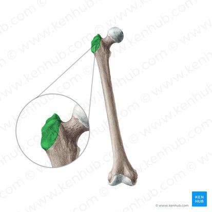 Greater trochanter of femur (Trochanter major ossis femoris); Image: Liene Znotina