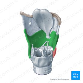 Cartílago tiroides (Cartilago thyroidea); Imagen: Paul Kim