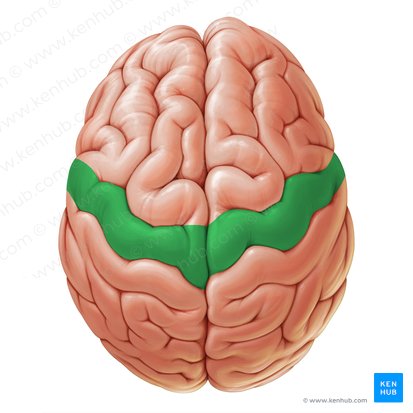 Gyrus precentralis (Vordere Zentralwindung); Bild: Paul Kim