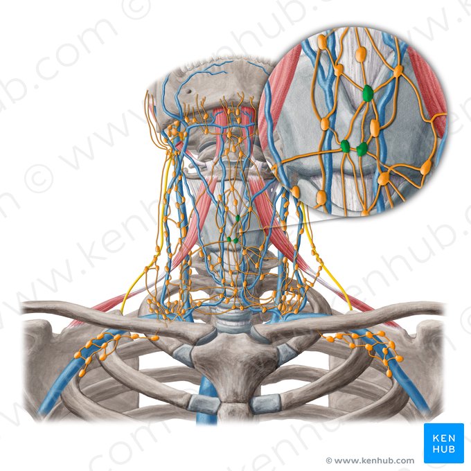 Ganglios linfáticos prelaríngeos (Nodi lymphoidei prelaryngei); Imagen: Yousun Koh