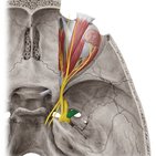 Nervio mandibular (par craneal V3)