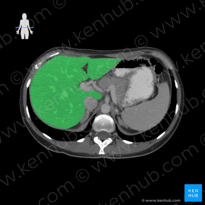 Liver (Hepar); Image: 