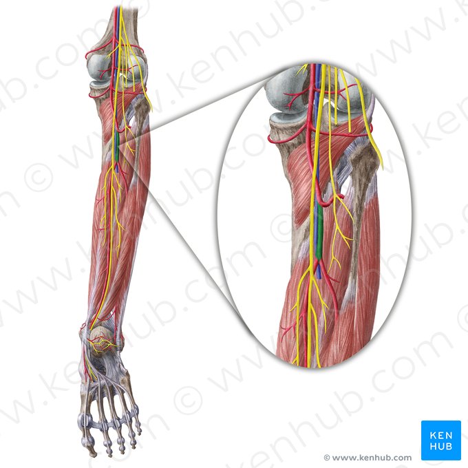 Tronco tibiofibular (Truncus tibiofibularis); Imagem: Liene Znotina