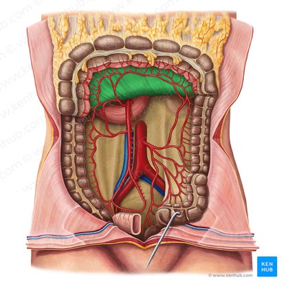 Mesocolon transversum (Dickdarmgekröse); Bild: Irina Münstermann