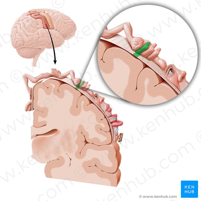 Corteza sensitiva del dedo anular (Cortex sensorius digiti anularis); Imagen: Paul Kim