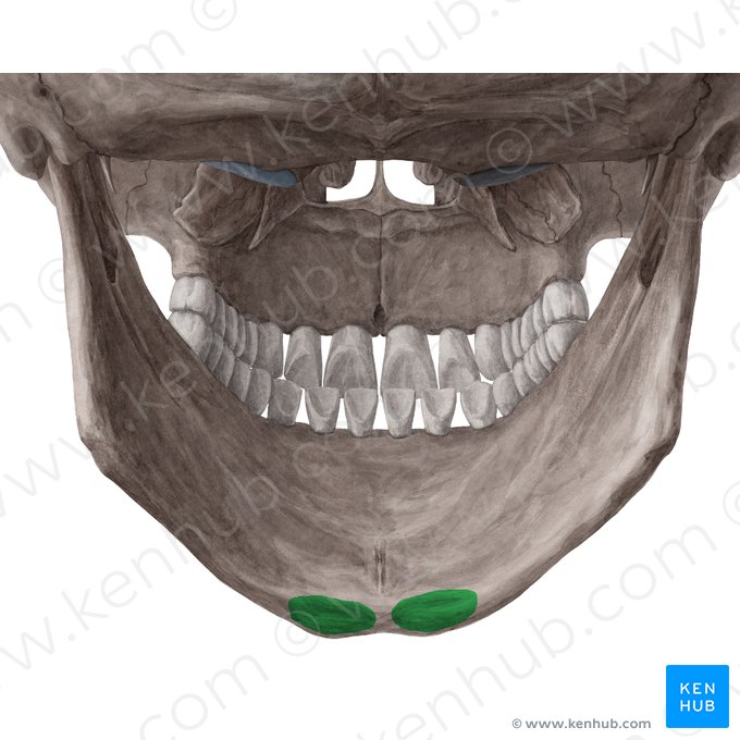Digastric fossa of mandible (Fossa digastrica mandibulae); Image: Yousun Koh