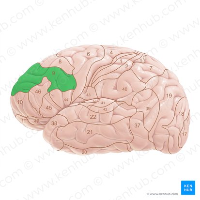 Área 9 de Brodmann (Area Brodmann 9); Imagem: Paul Kim