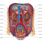 Ureters