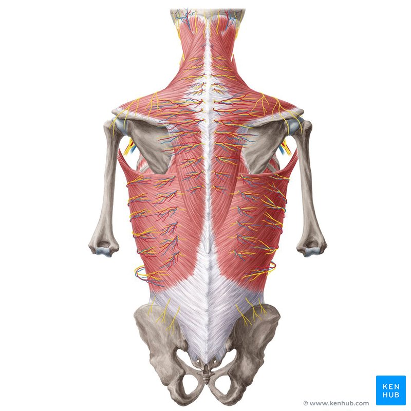 Curso intensivo sobre la anatomía de la espalda (dorso)