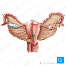 Isthmus of uterus (Isthmus uteri); Image: Samantha Zimmerman