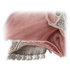 Soft palate
