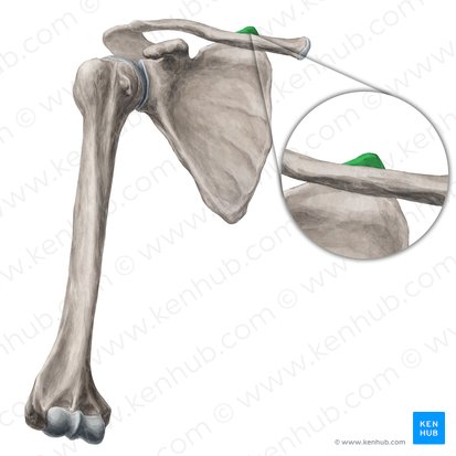 Superior angle of scapula (Angulus superior scapulae); Image: Yousun Koh