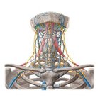 Submandibuläre Lymphknoten