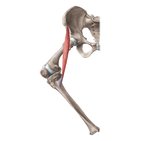 Musculus sartorius