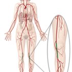 Popliteal artery 