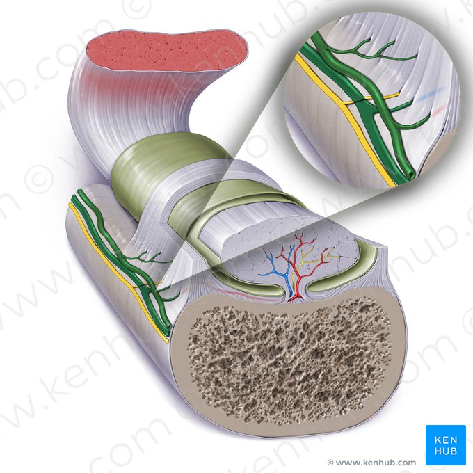 Vaisseaux sanguins pour le tendon (Vasa sanguinea tendinis); Image : Paul Kim