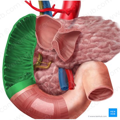 Porção descendente do duodeno (Pars descendens duodeni); Imagem: Begoña Rodriguez