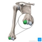 Capitulum of humerus