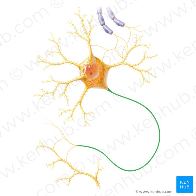 Axone (Axon); Image : Paul Kim