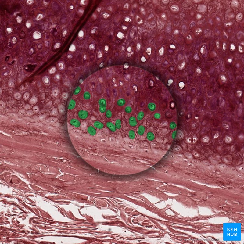 Chondrocytes - histological slide