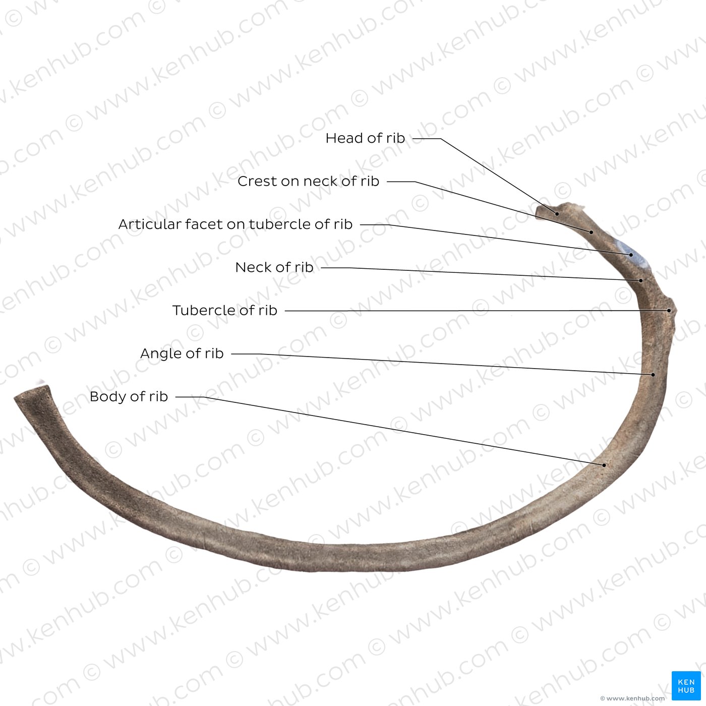 Typical rib (superior view)