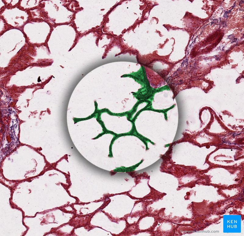 histología capilar