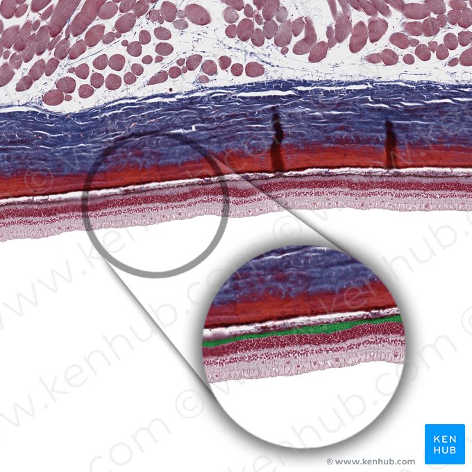 Capas de bastones y conos (Stratum bacillorum conorumque); Imagen: 