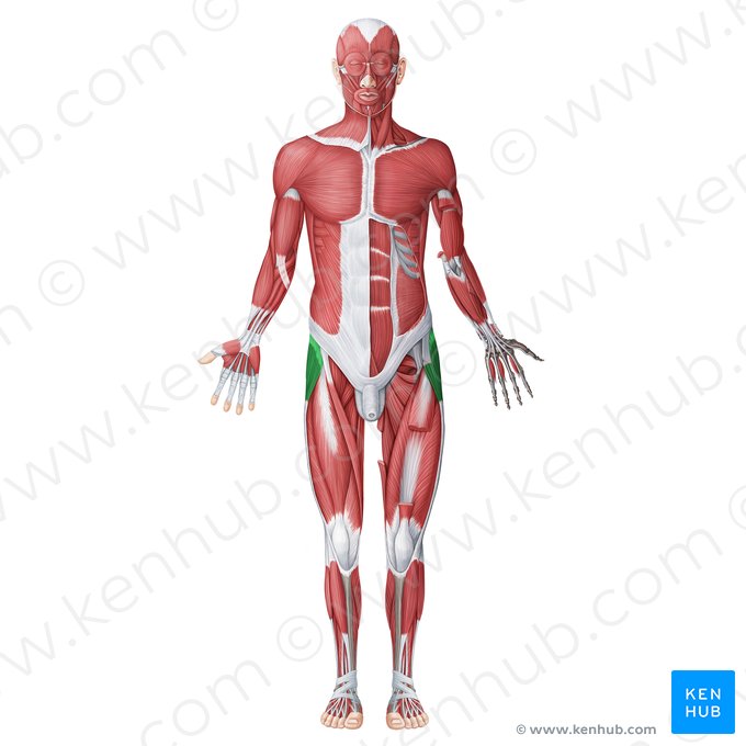 Músculo tensor de la fascia lata (Musculus tensor fasciae latae); Imagen: Irina Münstermann