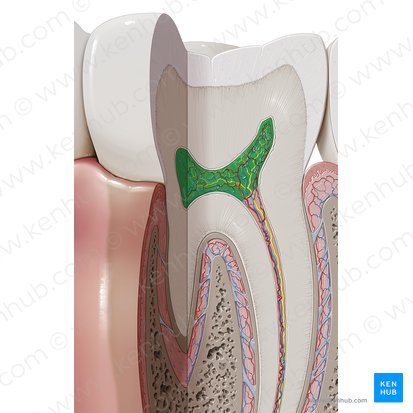 Polpa dentária (Cavitas coronae); Imagem: Paul Kim