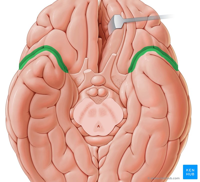 Lateral sulcus Anatomy and structure Kenhub