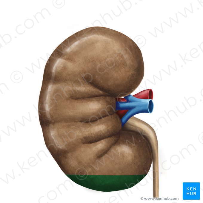 Extremidad inferior del riñón (Polus inferior renis); Imagen: Irina Münstermann