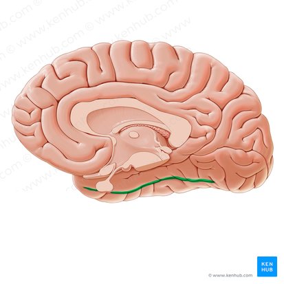 Collateral sulcus (Sulcus collateralis); Image: Paul Kim