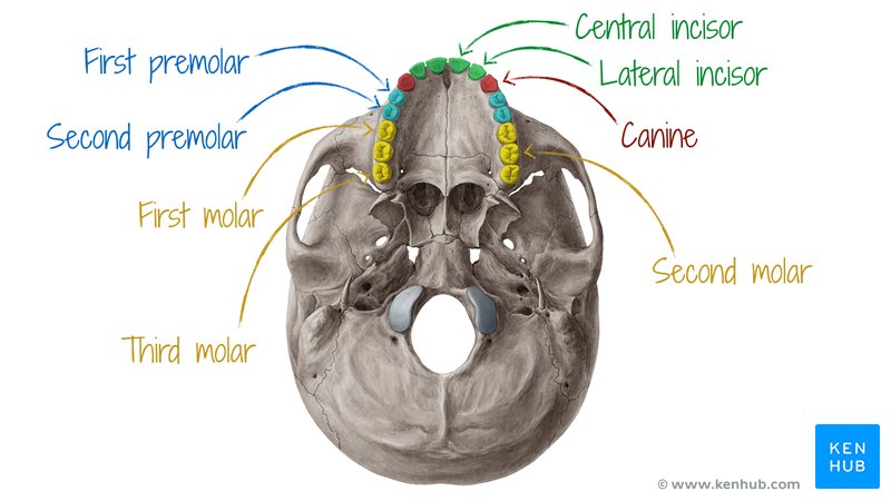 Types of teeth