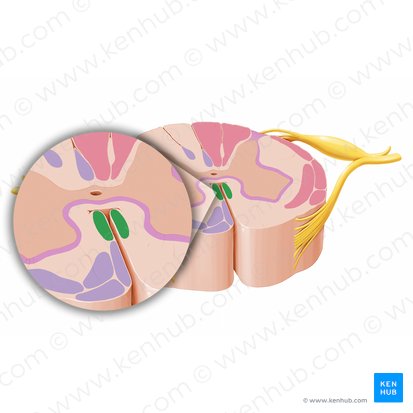 Fasciculus longitudinalis medialis (Mediales Längsbündel); Bild: Paul Kim