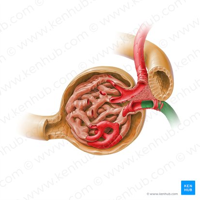 Efferent glomerular arteriole of renal corpuscle (Arteriola glomerularis efferens corpusculi renalis); Image: Paul Kim